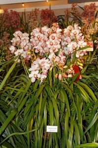 Cymbidium Mount Cook The Dove CCM/AOS 84 pts.